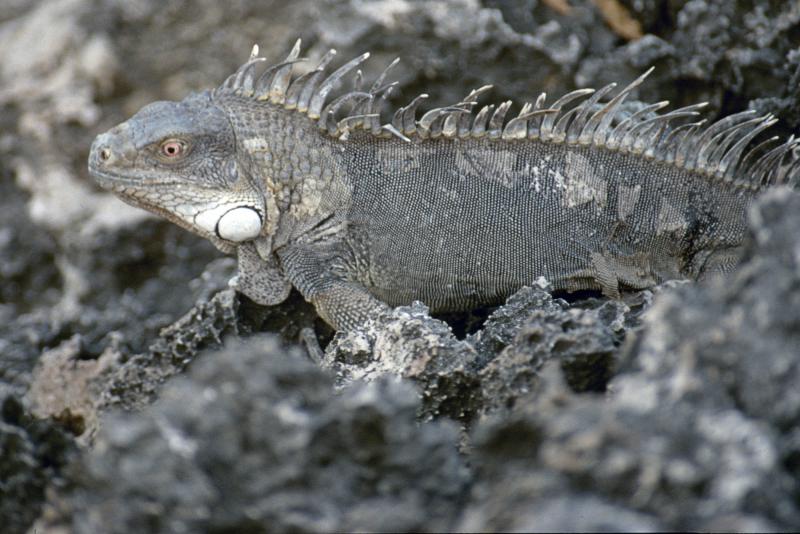 Lizard, Bonaire N.A