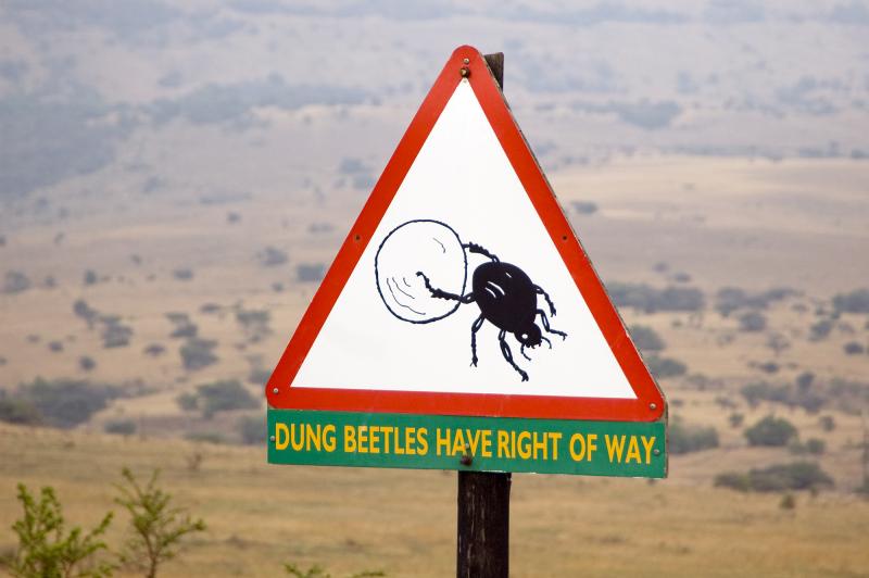 Dung beetles