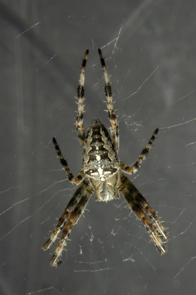Cross spider