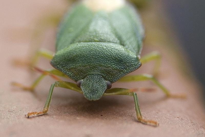 Shield bug