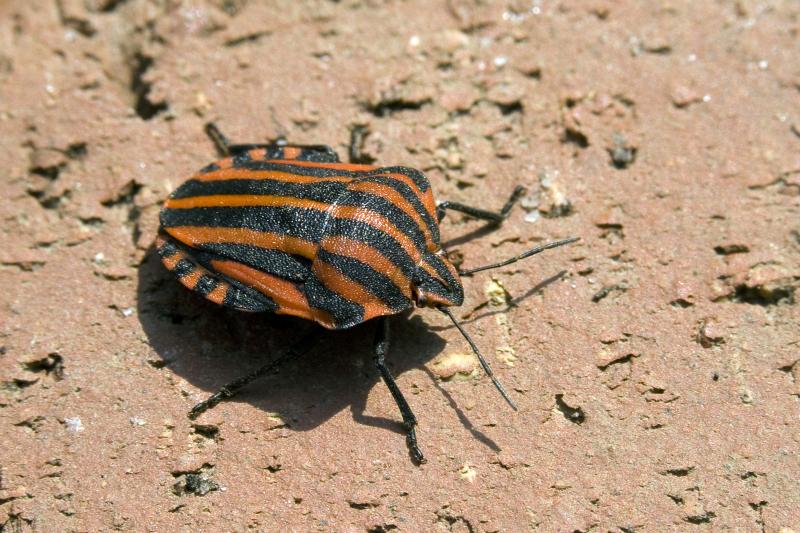 Striped bug